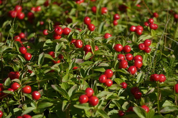 Obraz premium Cornus suecica - schwedischer Hartiegel, Skrubbær, Hühnerbeeren