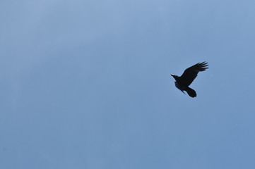 A lone bird soaring into the clear blue sky Light background with the silhouette of a bird flying up Freedom space dynamics movement of wings inspiration A flying bird against a clear sunny sky Image