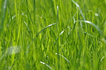 Summer fresh bright green grass. Spring background with a green lawn for design, wallpaper, desktop. Macro of green grass in a defocus at a close distance. Blurred background, bokeh. Photo of grass