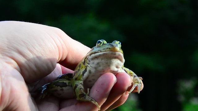 Marsh frog, Pelophylax ridibundus, frog on hand