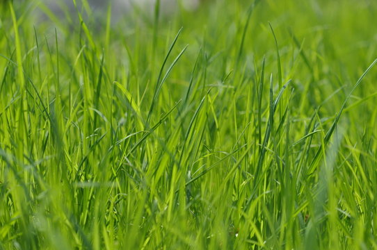 Summer fresh bright green grass. Spring background with a green lawn for design, wallpaper, desktop. Macro of green grass in a defocus at a close distance. Blurred background. Photo of grass