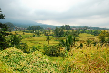 Obraz premium Jatiluwih rice terraces, the UNESCO nature heritage of Bali, Indonesia 
