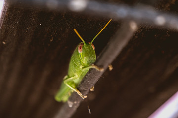 Grasshopper of green color on a grate of a door