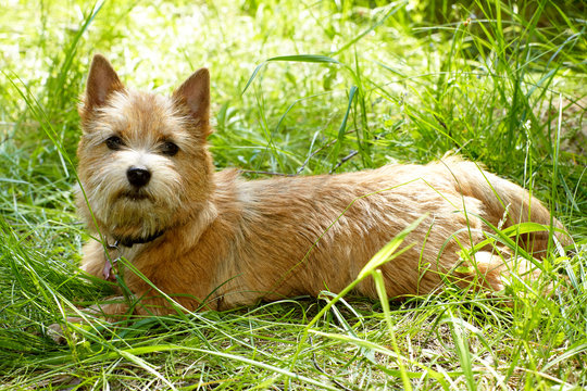 Norwich Terrier Puppy In The Green Grass