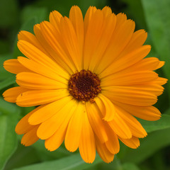 Closeup of beautiful orange marigold flower. Calendula.