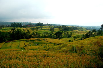 Fototapeta na wymiar Jatiluwih rice terraces, the UNESCO nature heritage of Bali, Indonesia 
