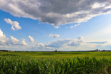 green corn field and cloudy sky