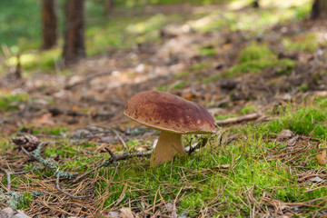 Fall mushroom in the forest on the moss. Russian nature. Kostroma region.