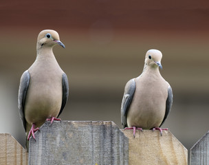 Two doves with light tan bodies and dark gray wings and beak are perched on a wooden fence with a blurred background shaded from brown to deep pink.
