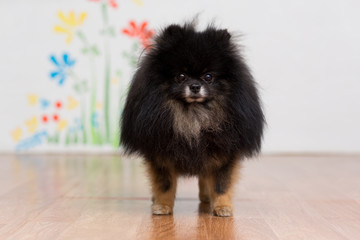 A dog of the Pomeranian dog of black color is standing on the floor