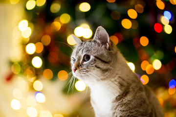 Large gray Cat without breed with blue eyes near the Christmas tree with garlands