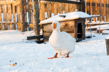 Geese of white color walk in winter on snow