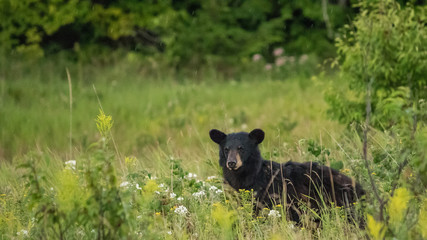 black bear in the grass
