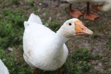 White goose, close-up in the household.