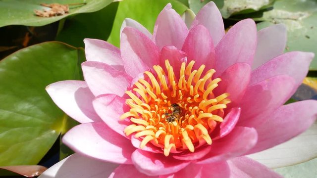 Beautiful blossom of Nymphaea tetragona, saw in California Institute of Technology, Los Angeles