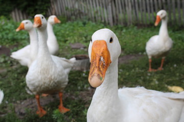 Obraz premium White geese, close-up of the household grazing on the lawn.