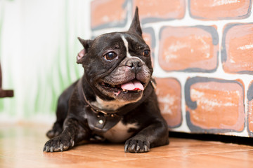 A dog of the French Bulldog breed of dark color lies half