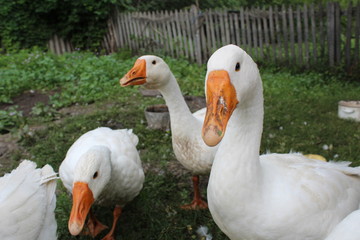 Obraz premium White geese, close-up of the household grazing on the lawn.