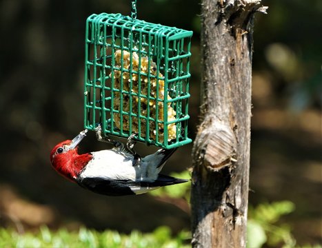 A single colorful Red-Headed woodpecker (Melanerpes erythrocephalus) perching on the green suet feeder enjoys eating food and resting on a sunny day in the garden background, Summer in GA USA.