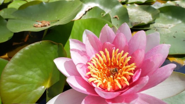 Beautiful blossom of Nymphaea tetragona, saw in California Institute of Technology, Los Angeles