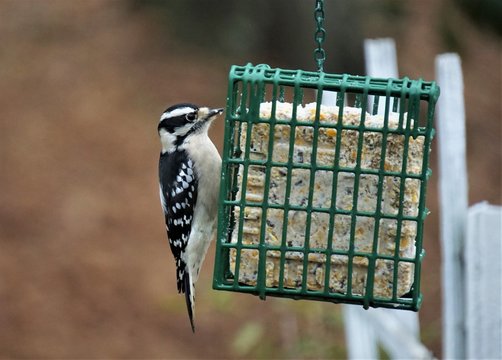 A female Hairy Woodpecker perching on the suet feeder enjoy eating and resting on the blurry garden background, Winter in GA USA.