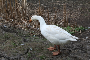White goose, close-up in the household.