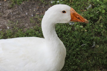 White goose, close-up in the household.