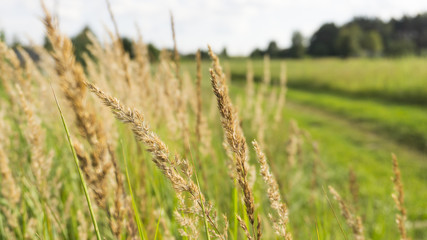 Grass field, rural nature, green background