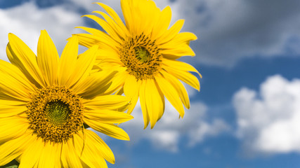 Obraz premium Sunflower against the blue sky, sunlight, rays