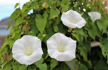 Blooming morning glory flowers