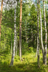 Fototapeta premium Letni las brzozowo-sosnowy