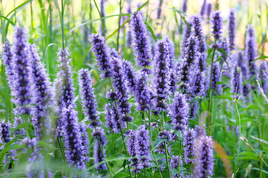 Purple summer flowers on blurred background of green grass. Hyssop of violet color.Hyssopus officinalis