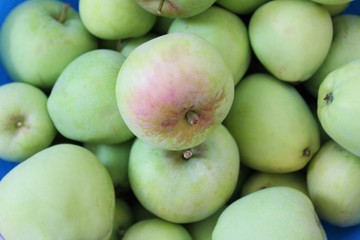 Harvested backyard apples