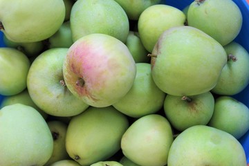Harvested backyard apples