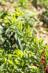 Bitter small ornamental peppers