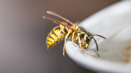Wespe löscht ihren Durst