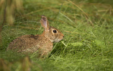 Naklejka na ściany i meble Wild rabbit eating grass in the meadow. Closeup shot of a cottontail in the morning