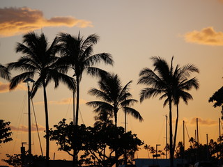 Obraz premium tropical palm trees silhouette in hawaii