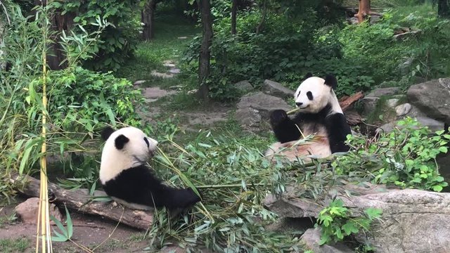 Adorable giant panda is eating the bamboo at Schoenbrunn Zoo, Vienna, Austria.