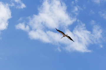 Storch über der Elbe