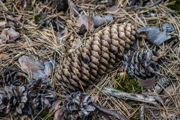 Pine cones and a pine in the forest. Forest undergrowth in coniferous forest. Season of the summer.