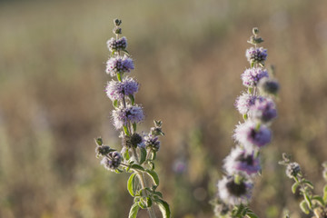 Morning, close up of purple wildflowers in dry, summer field
