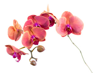 Obraz premium Red orchid flower on white background. Isolated.