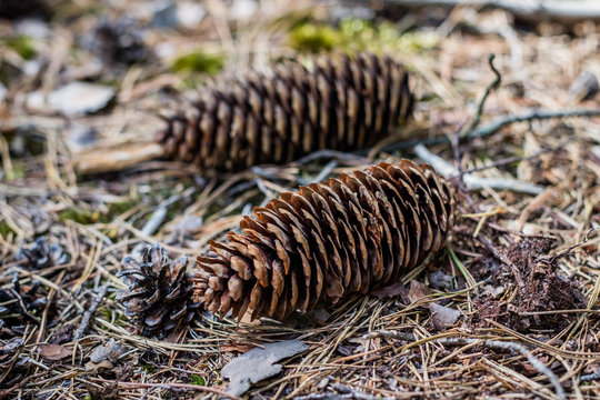 Pine cones and a pine in the forest. Forest undergrowth in coniferous forest. Season of the summer.