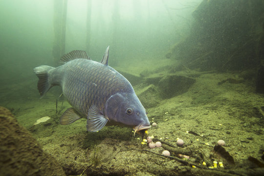 Freshwater fish carp (Cyprinus carpio) feeding with boilie in the beautiful clean pound. Underwater shot in the lake. Wild life animal. Carp in the nature habitat with nice background.