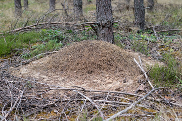 A large anthill in the coniferous forest. A mound of forest insects.
