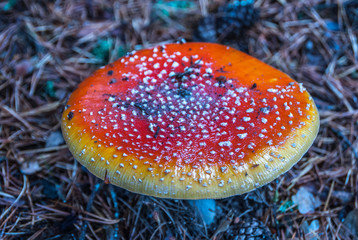 Amanita muscaria, fly agaric
