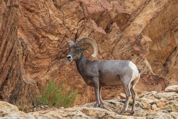 Desert Bighorn Sheep Ram