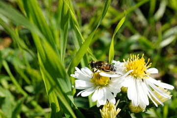 Obraz premium bee on flower