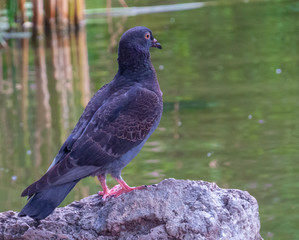 Pigeon